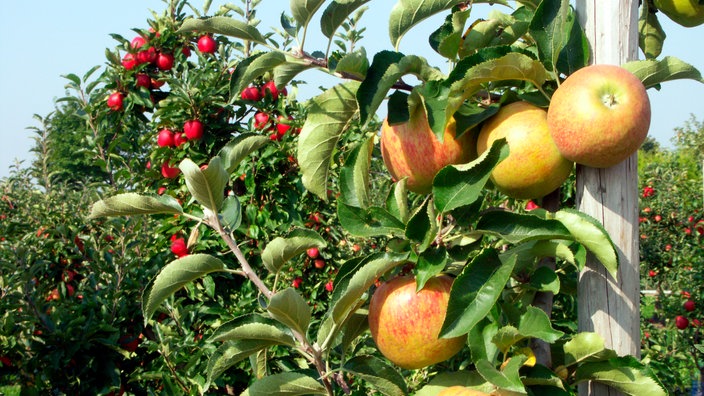 Auf einer Obstplantage sieht man Bäume mit reifen Äpfeln verschiedener Sorten. | Bildquelle: WDR/Eckenroth Auf einer Obstplantage sieht man Bäume mit reifen Äpfeln verschiedener Sorten.