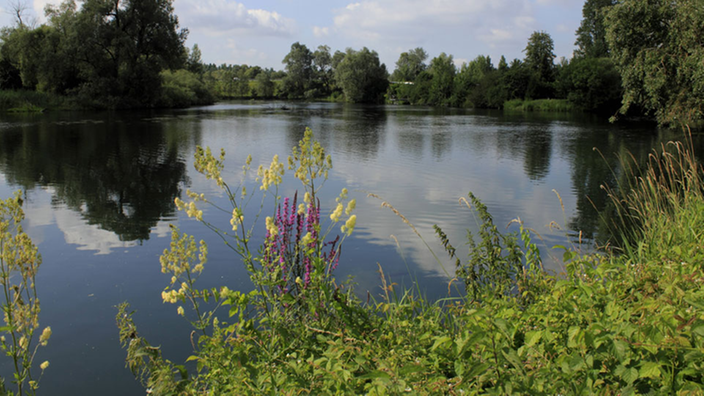 Auwälder umrahmen den Rhein bei Kehl. | Bildquelle: SIGI/Picture Alliance, Blickwinkel und DPA Auwälder umrahmen den Rhein bei Kehl.