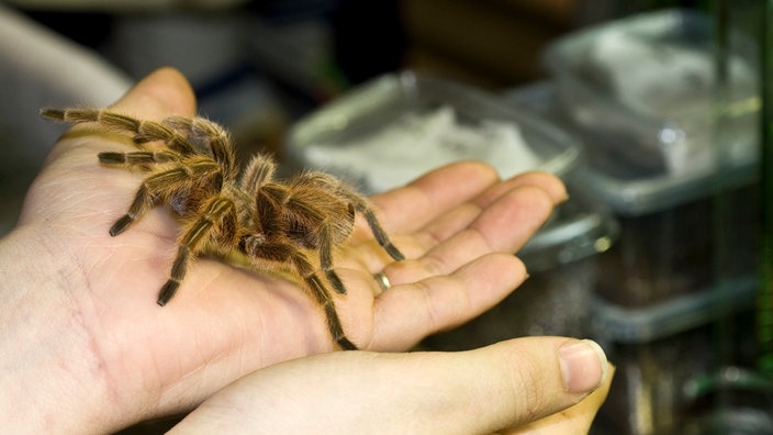 Rote-Chile-Vogelspinne auf der Hand einer jungen Frau | Bildquelle: dpa/Jens Schierenbeck Rote-Chile-Vogelspinne auf der Hand einer jungen Frau
