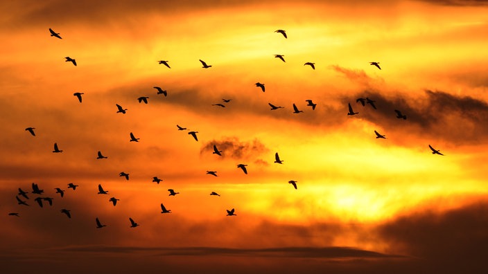 Wildgänse bei Sonnenuntergang über ein Feld bei Pattensen. | Bildquelle: WDR/dpa/Julian Stratenschulte Wildgänse bei Sonnenuntergang über ein Feld bei Pattensen.
